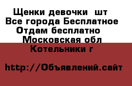 Щенки девочки 4шт - Все города Бесплатное » Отдам бесплатно   . Московская обл.,Котельники г.